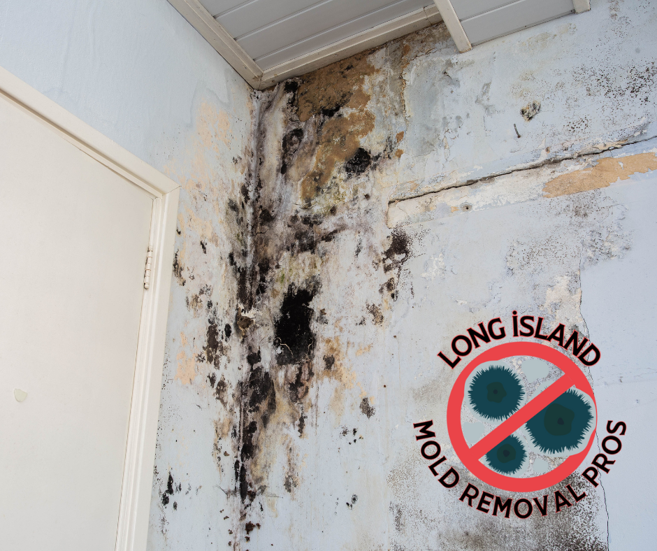 Long Island Mold Removal Pros - Expert Mold Removal