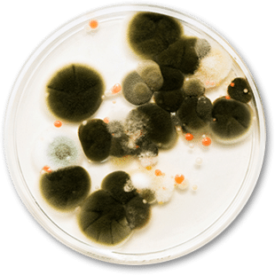 Moldbusters - Here's what Moldbusters can do for you